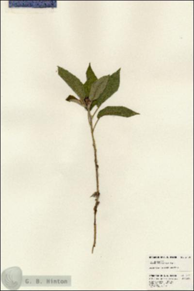 URN_catalog_HBHinton_herbarium_24150.jpg.jpg