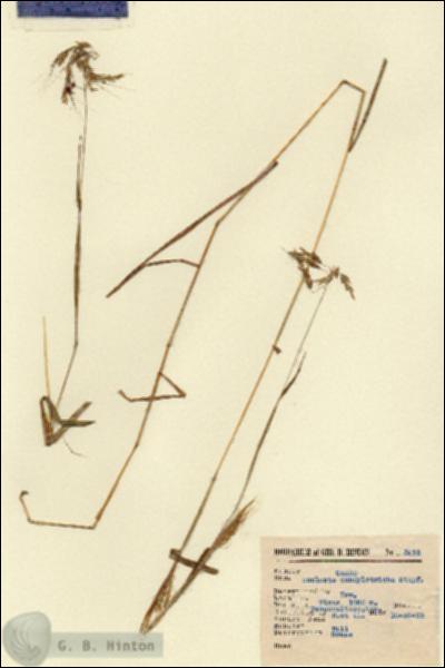 URN_catalog_HBHinton_herbarium_5015.jpg.jpg
