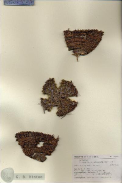 URN_catalog_HBHinton_herbarium_27156.jpg.jpg