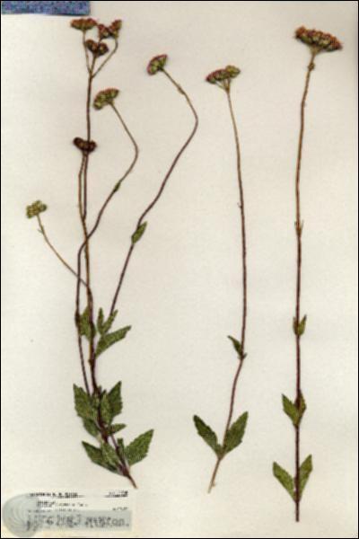 URN_catalog_HBHinton_herbarium_20705.jpg.jpg