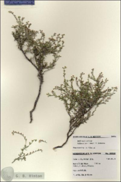 URN_catalog_HBHinton_herbarium_28516.jpg.jpg