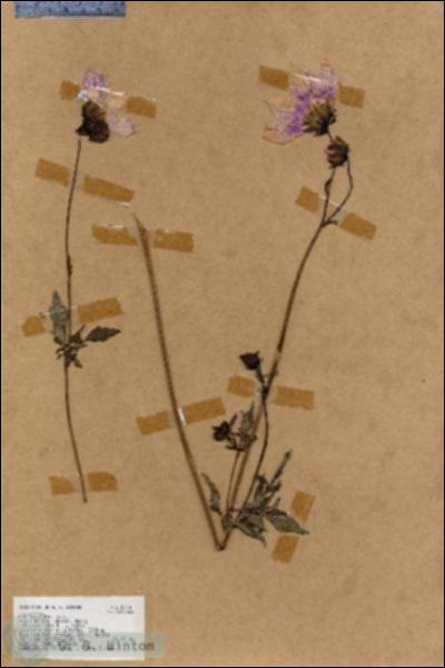 URN_catalog_HBHinton_herbarium_18344.jpg.jpg