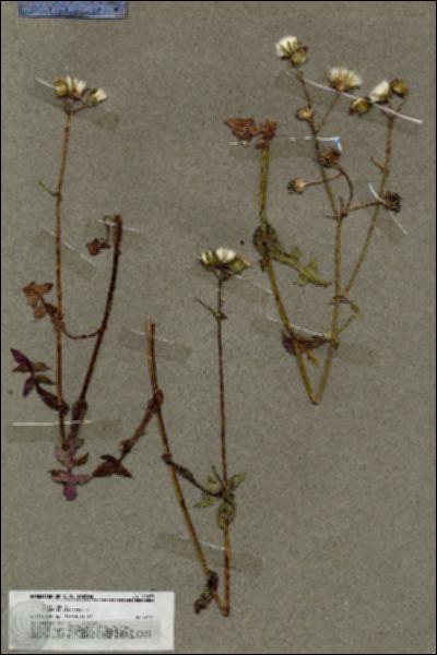 URN_catalog_HBHinton_herbarium_19633.jpg.jpg