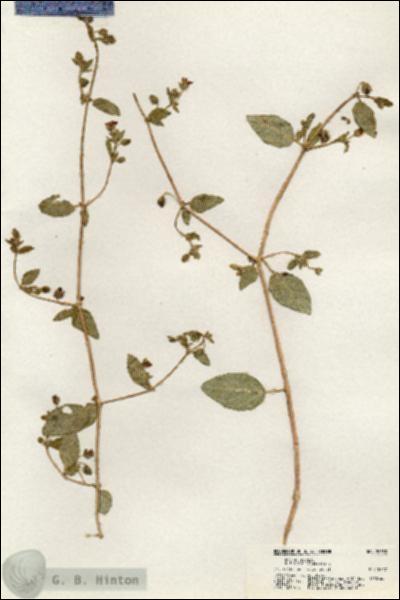 URN_catalog_HBHinton_herbarium_20783.jpg.jpg