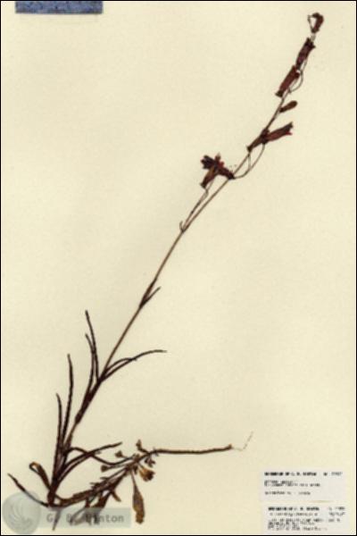 URN_catalog_HBHinton_herbarium_21892.jpg.jpg