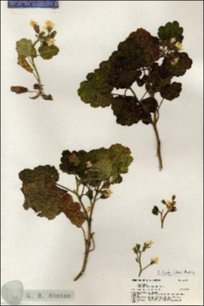 URN_catalog_HBHinton_herbarium_21047.jpg.jpg
