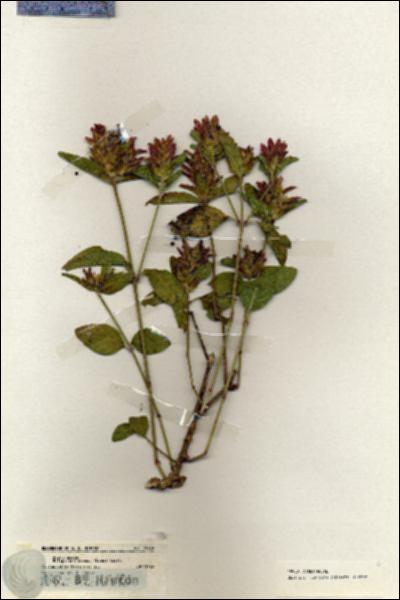 URN_catalog_HBHinton_herbarium_19980.jpg.jpg