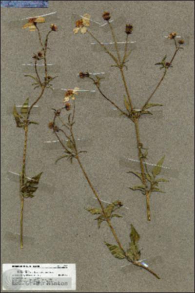URN_catalog_HBHinton_herbarium_19717.jpg.jpg
