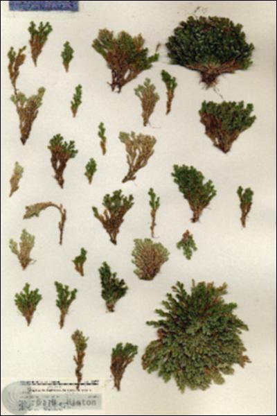 URN_catalog_HBHinton_herbarium_19335.jpg.jpg