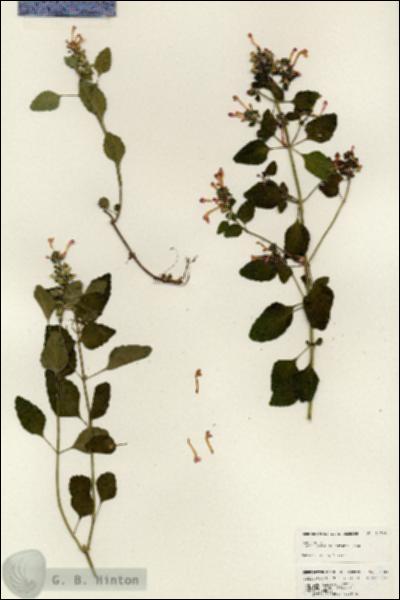 URN_catalog_HBHinton_herbarium_24788.jpg.jpg