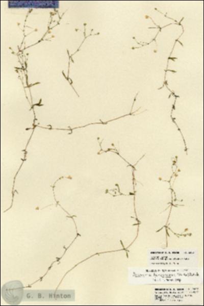 URN_catalog_HBHinton_herbarium_22007.jpg.jpg