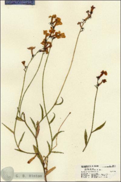 URN_catalog_HBHinton_herbarium_22300.jpg.jpg