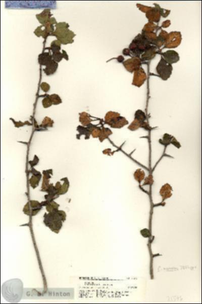 URN_catalog_HBHinton_herbarium_21376.jpg.jpg
