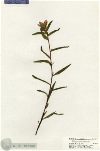 URN_catalog_HBHinton_herbarium_20714.jpg.jpg