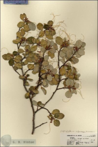 URN_catalog_HBHinton_herbarium_21990.jpg.jpg