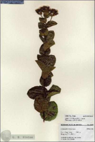 URN_catalog_HBHinton_herbarium_27286.jpg.jpg