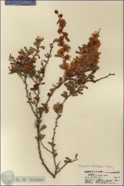 URN_catalog_HBHinton_herbarium_21832.jpg.jpg