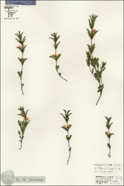 URN_catalog_HBHinton_herbarium_25450.jpg.jpg