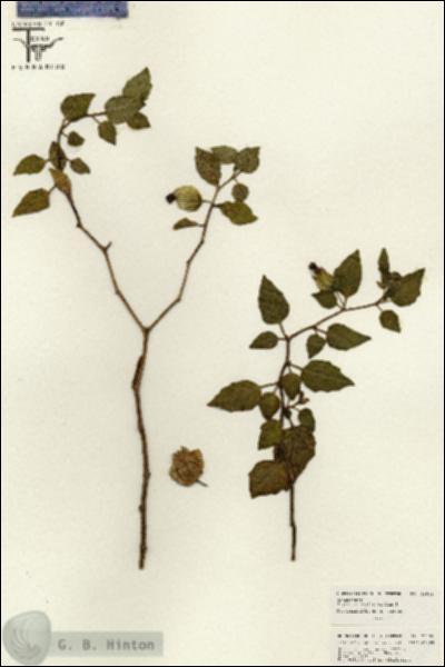 URN_catalog_HBHinton_herbarium_26596.jpg.jpg