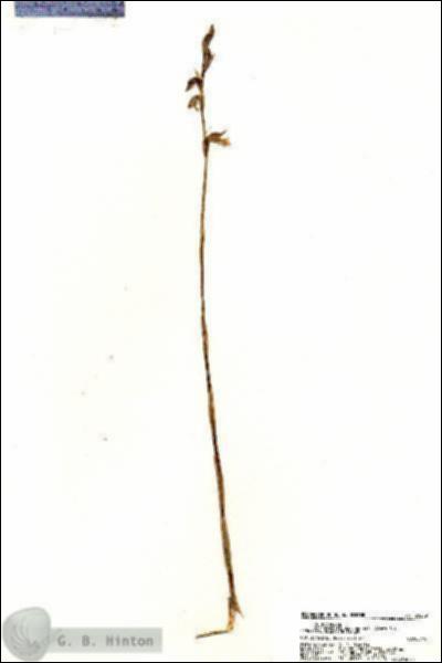 URN_catalog_HBHinton_herbarium_20289.jpg.jpg