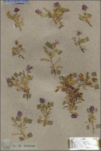 URN_catalog_HBHinton_herbarium_17293.jpg.jpg