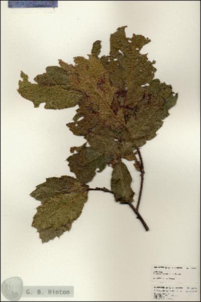 URN_catalog_HBHinton_herbarium_25046.jpg.jpg
