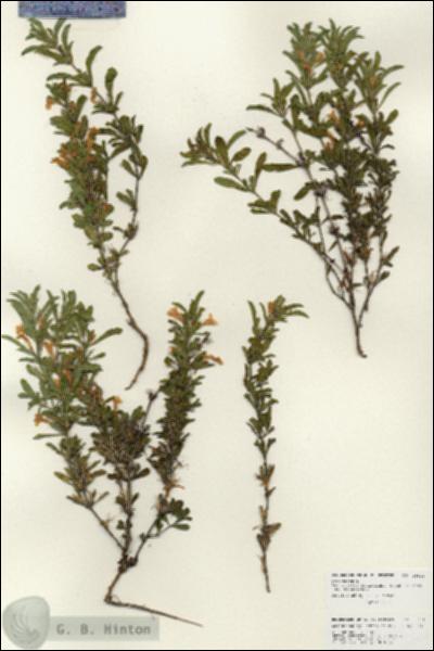 URN_catalog_HBHinton_herbarium_25914.jpg.jpg