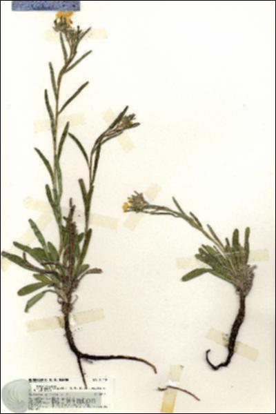 URN_catalog_HBHinton_herbarium_20118.jpg.jpg