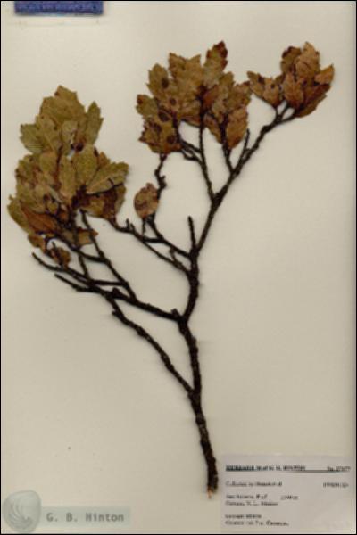 URN_catalog_HBHinton_herbarium_27177.jpg.jpg