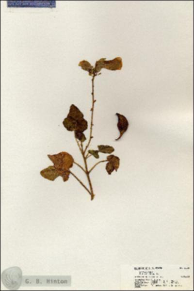 URN_catalog_HBHinton_herbarium_20534.jpg.jpg