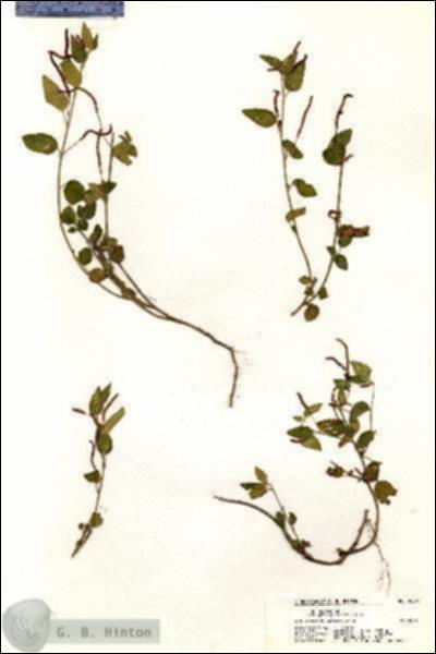 URN_catalog_HBHinton_herbarium_20574.jpg.jpg