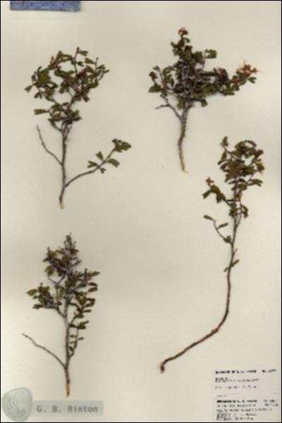 URN_catalog_HBHinton_herbarium_23854.jpg.jpg