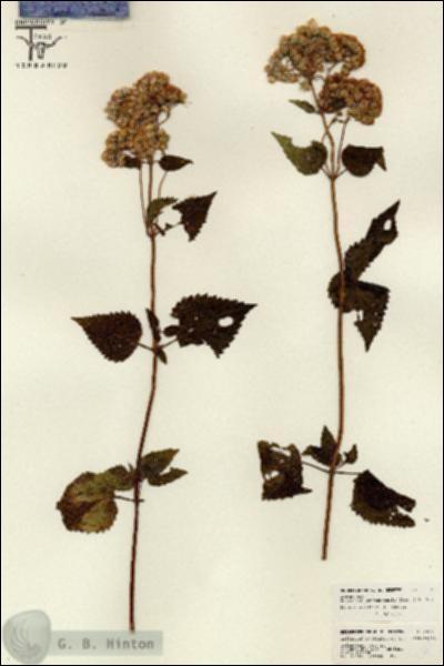 URN_catalog_HBHinton_herbarium_26119.jpg.jpg