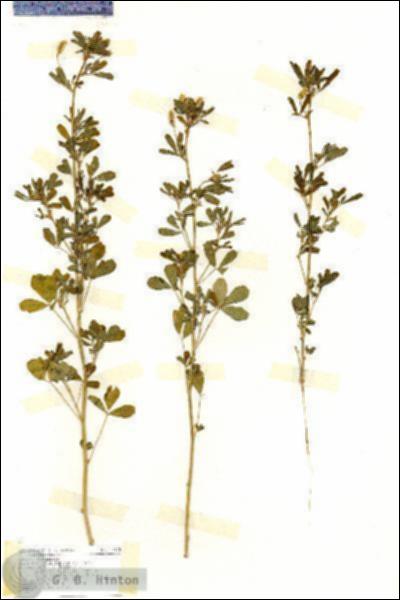 URN_catalog_HBHinton_herbarium_17120.jpg.jpg