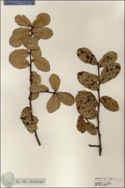 URN_catalog_HBHinton_herbarium_25175.jpg.jpg