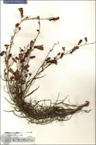 URN_catalog_HBHinton_herbarium_19743.jpg.jpg