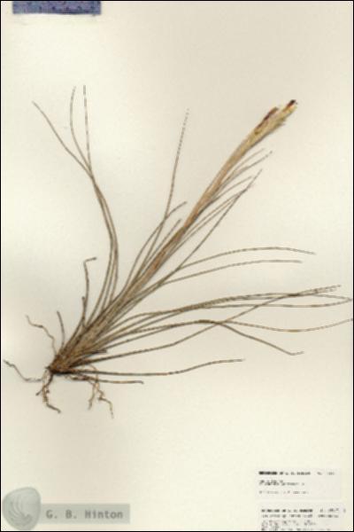 URN_catalog_HBHinton_herbarium_25247.jpg.jpg