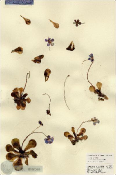 URN_catalog_HBHinton_herbarium_23240.jpg.jpg