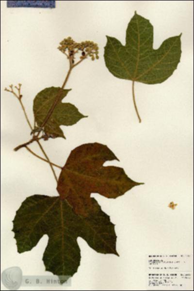 URN_catalog_HBHinton_herbarium_24193.jpg.jpg