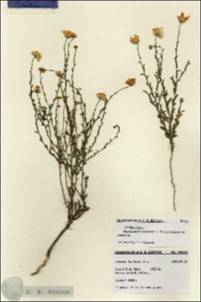 URN_catalog_HBHinton_herbarium_28446.jpg.jpg