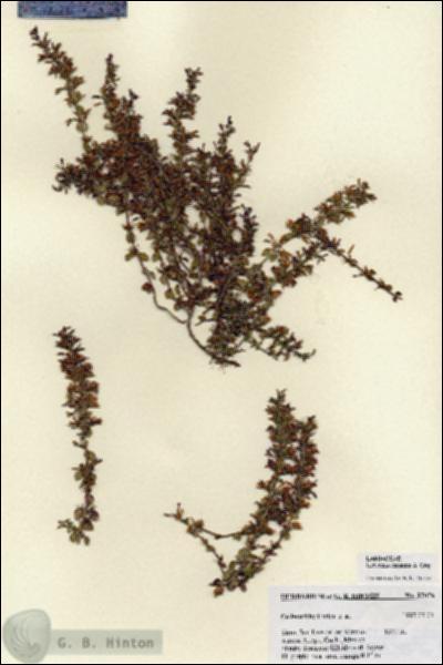 URN_catalog_HBHinton_herbarium_27076.jpg.jpg