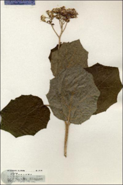 URN_catalog_HBHinton_herbarium_20899.jpg.jpg