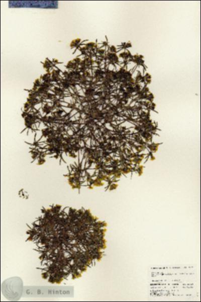 URN_catalog_HBHinton_herbarium_24725.jpg.jpg