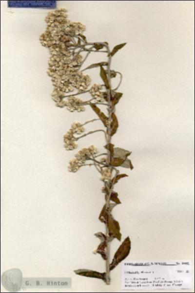 URN_catalog_HBHinton_herbarium_20891.jpg.jpg