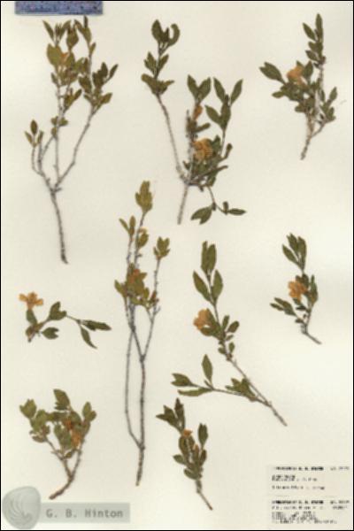 URN_catalog_HBHinton_herbarium_23179.jpg.jpg