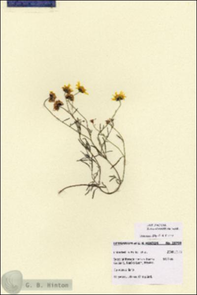 URN_catalog_HBHinton_herbarium_28758.jpg.jpg