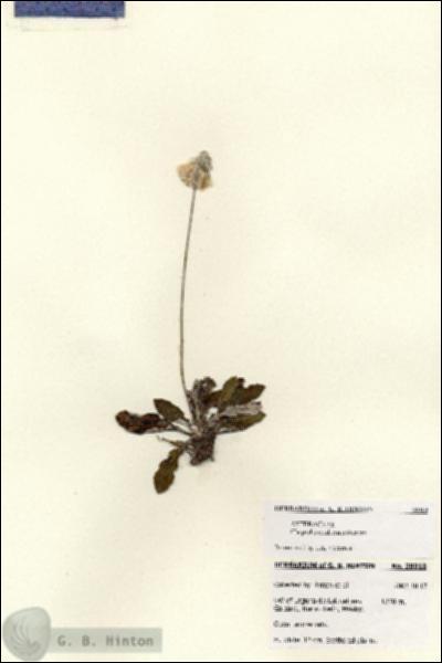 URN_catalog_HBHinton_herbarium_28018.jpg.jpg