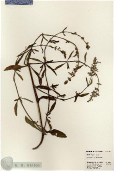 URN_catalog_HBHinton_herbarium_22905.jpg.jpg