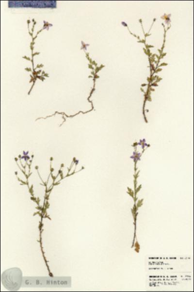 URN_catalog_HBHinton_herbarium_23144.jpg.jpg