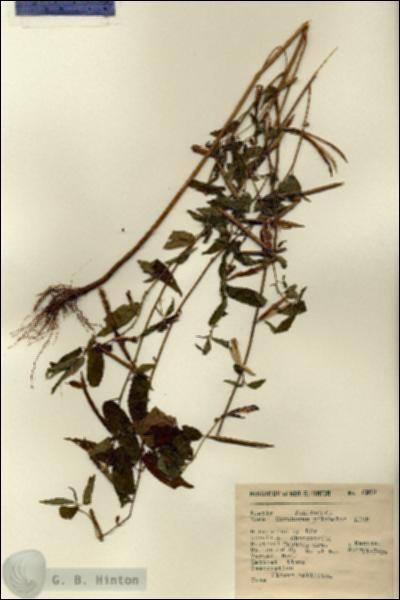 URN_catalog_HBHinton_herbarium_6939.jpg.jpg